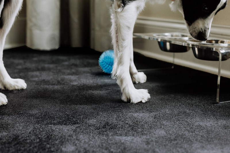 pet kennel flooring